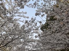 -高东镇樱花园