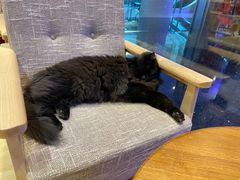 -藏猫猫咖啡主题馆(中央大道店)