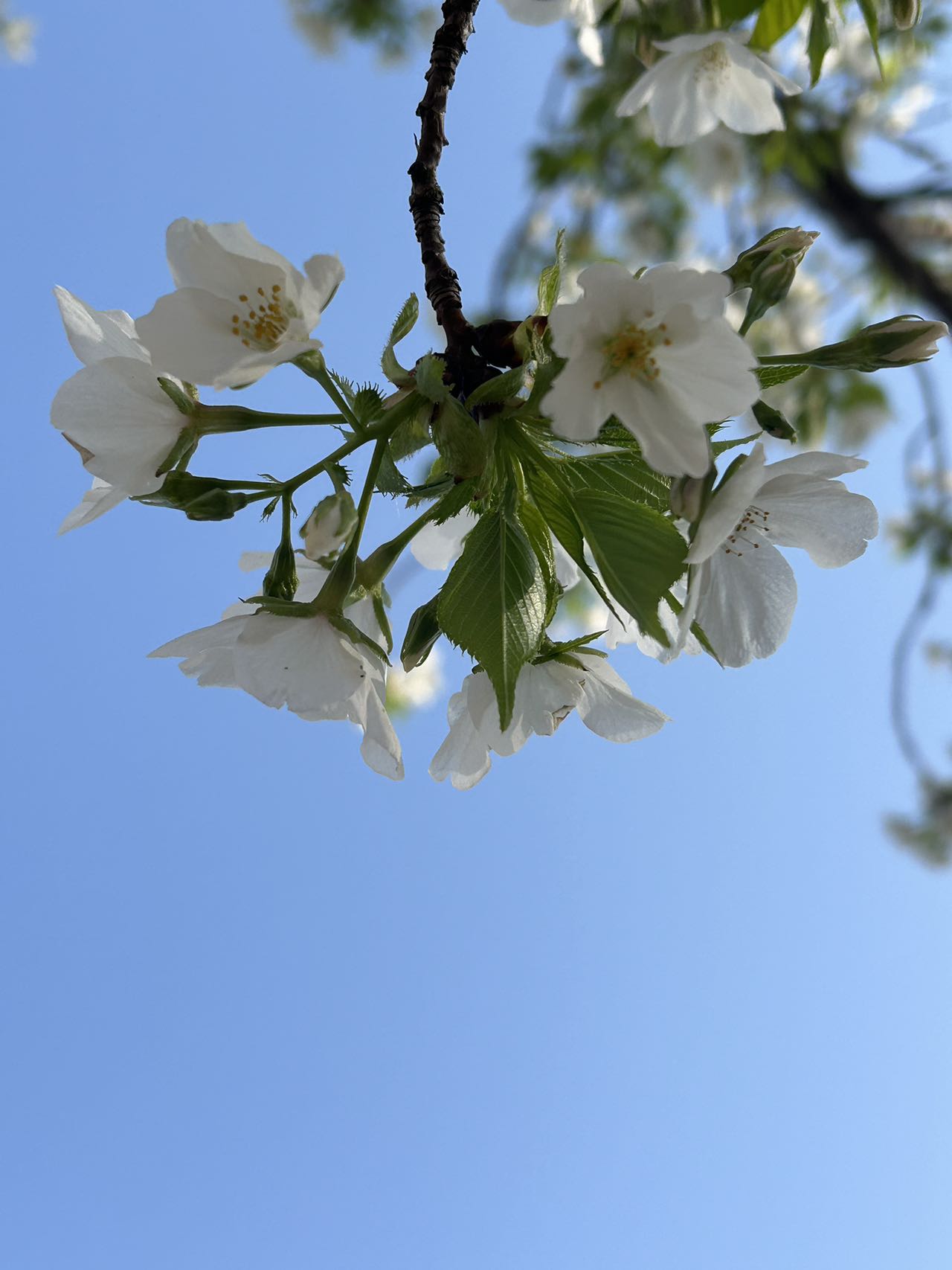 白樱花照片图片