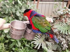 -南宫五洲植物乐园