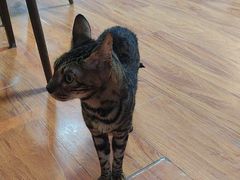 -猫爪屋猫咖(乐汇城店)