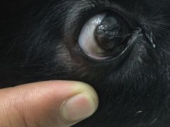 -瑞派宠物医院·24小时骨科·心脏·核磁(哈尔滨南岗店)