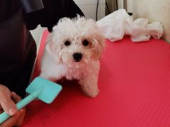 -翊宠yipet猫狗购宠庄园犬舍•猫舍