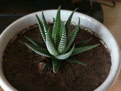 -秦美花卉(天朗·莱茵小城2期店)