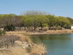 -大兴滨河森林公园