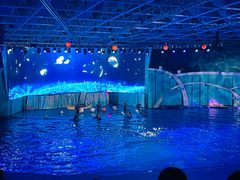 -海合安青岛极地海洋公园