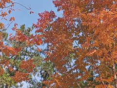 -北京西山国家森林公园