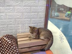 -龟与熊猫宠物公园(南坪店)