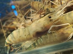 -钳真多钓虾馆·小龙虾海鲜烧烤(九六广场店)