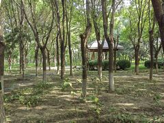 -大兴滨河森林公园