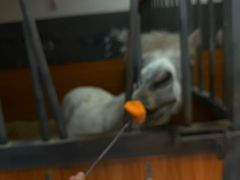 -骑乐马术(广州奥体优托邦中心)