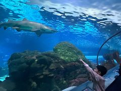 -瑞普利水族馆