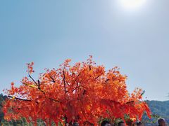 -东莞观音山旅游风景区