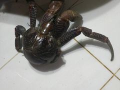 -海盗餐厅