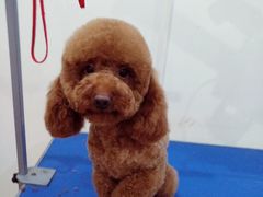 -圣宠宠物(平吉花卉市场店)