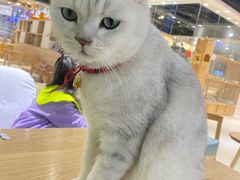 -藏猫猫咖啡主题馆(中央大道店)