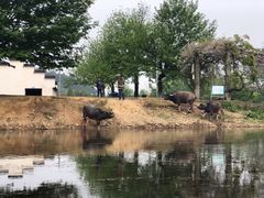 -杭州双溪漂流景区