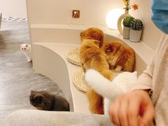 -More Fun猫咖 二十只万元加菲主题