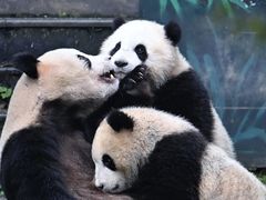 -中国大熊猫保护研究中心雅安碧峰峡基地