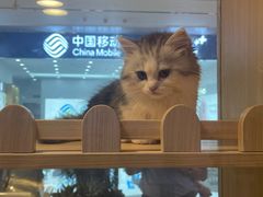 -爪爪喵星球·猫舍(前海卓越店)