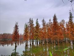 -白鹭湾湿地公园