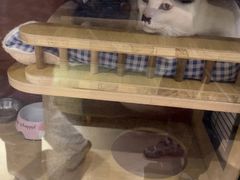 -御宝贝·A梦猫科宠物医院(国际猫友好医院)