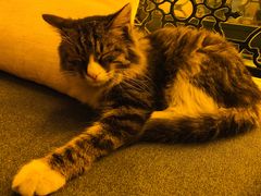 -Sirena海妖日咖夜酒