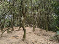 -阳台山森林公园
