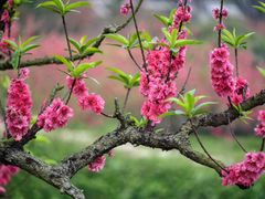 -南国桃园旅游度假区