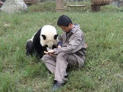 -都江堰中华大熊猫苑