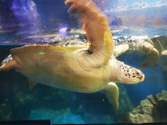 -烟台海昌鲸鲨海洋公园