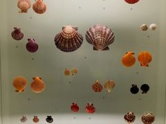 -青岛贝壳博物馆