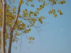 -田园东方蜜桃村的田野营地