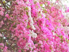 -深圳国际园林花卉博览园