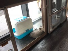 -吉丁鸟咖·异宠·寄养