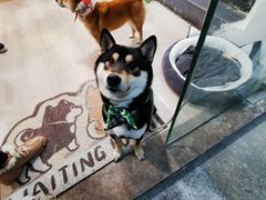 -柴迷FANS CLUB·柴犬狗咖·猫咖
