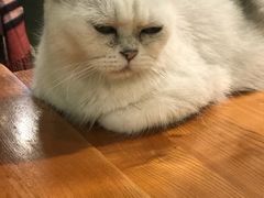 -猫小院猫主题餐厅(三里屯店)