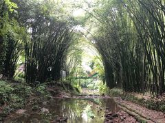-川西竹海景区