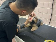 -FAELING PETS美天灵宠物(富力广场店)