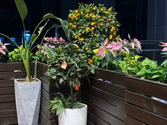 -鸟鹏烧鸟居酒屋(龙岗万科店)