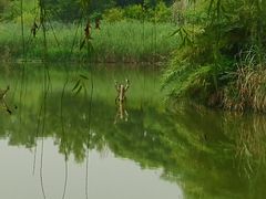 -白鹭湾湿地公园