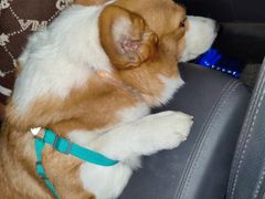 -宠福鑫康馨动物医院·骨科·眼科