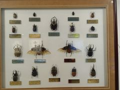 -上海昆虫博物馆