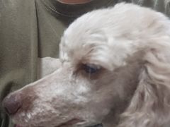 -FAELING PETS美天灵宠物(富力广场店)