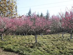 -上海海湾国家森林公园