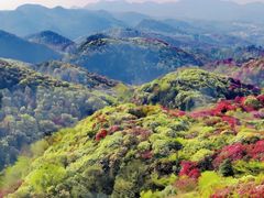 -贵州百里杜鹃风景名胜区