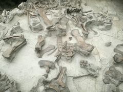 -自贡恐龙博物馆