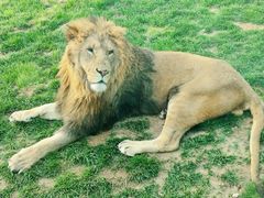 -北京野生动物园