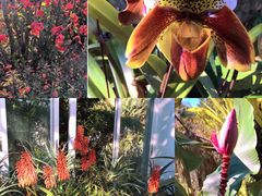 -深圳仙湖植物园