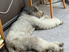 -沏点Trattoria意大利餐厅(新街口店)